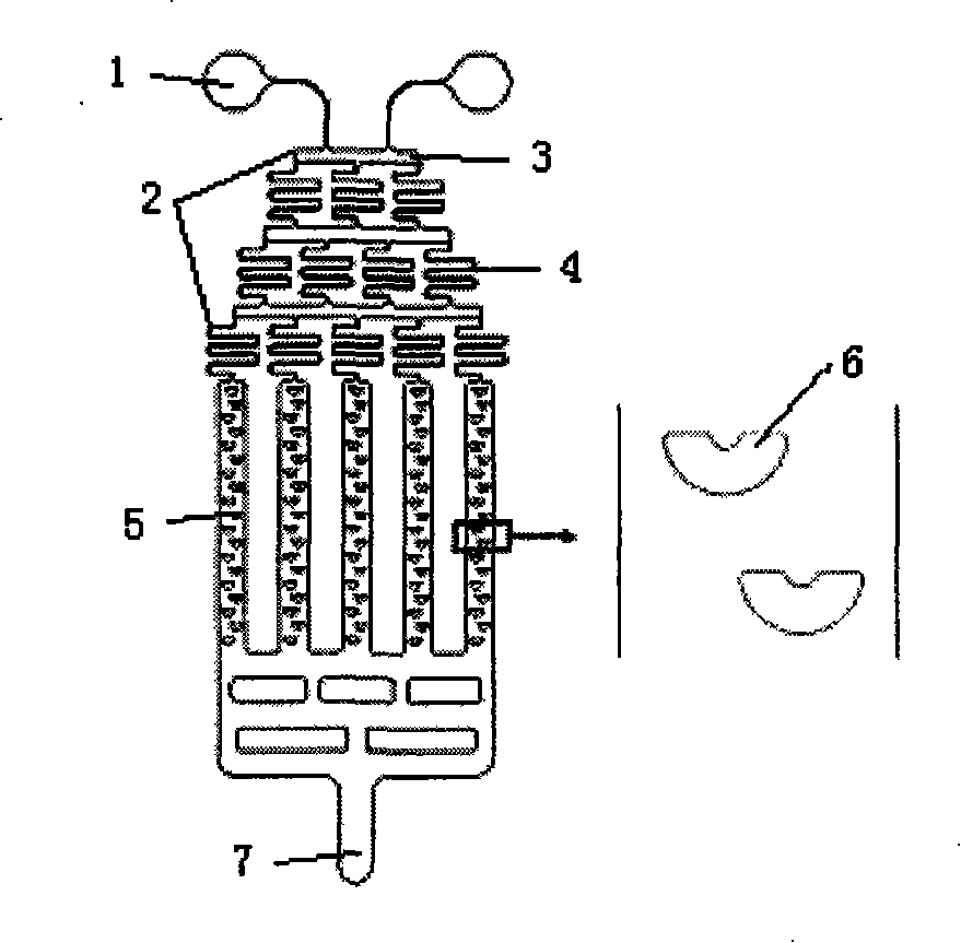 Micro-fluid concentration gradient cell culture chip and its preparation method and application