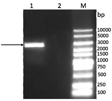 Bovine herpes virus antigen composition and application thereof