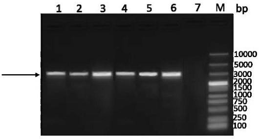 Bovine herpes virus antigen composition and application thereof