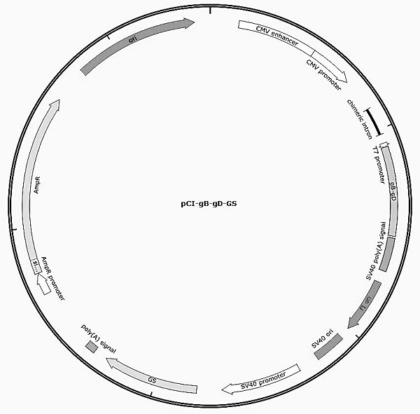 Bovine herpes virus antigen composition and application thereof