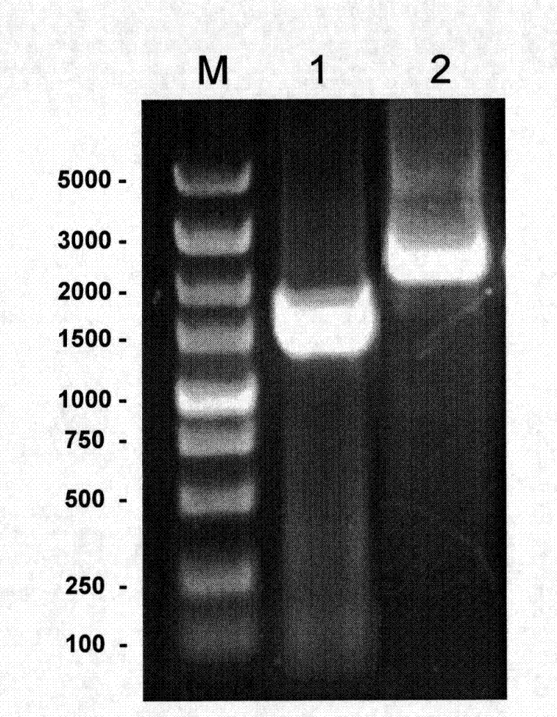 Trypanosoma brucei phenylalanyl-tRNA synthetase preparation method