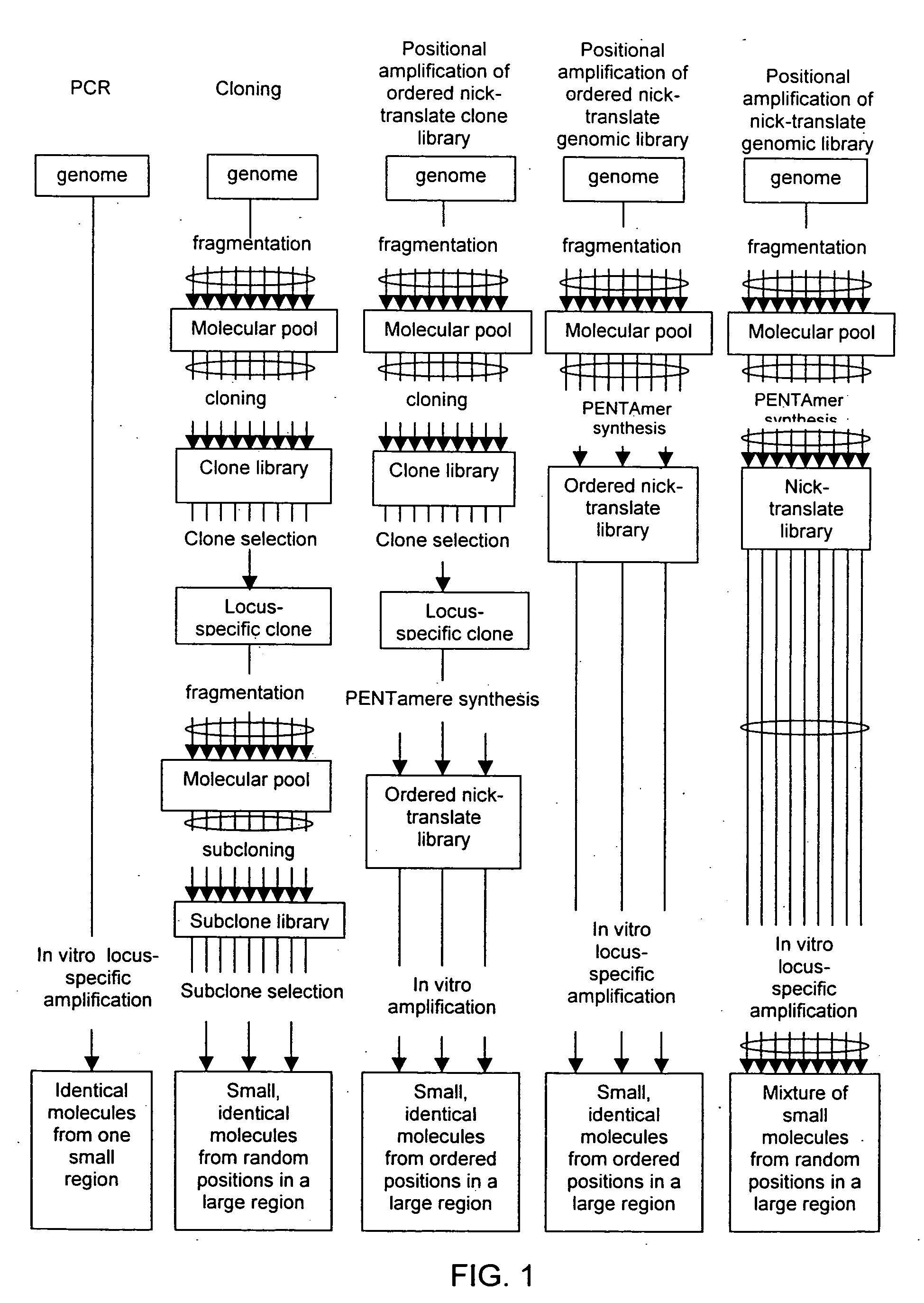 Method of producing a DNA library using positional amplification