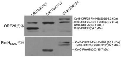 Application of FimHEd in preparation of fish targeted oral vaccine based on bacillus subtilis spore carrier