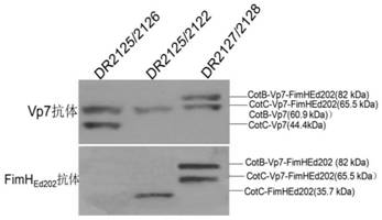 Application of FimHEd in preparation of fish targeted oral vaccine based on bacillus subtilis spore carrier