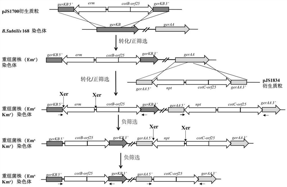 Application of FimHEd in preparation of fish targeted oral vaccine based on bacillus subtilis spore carrier