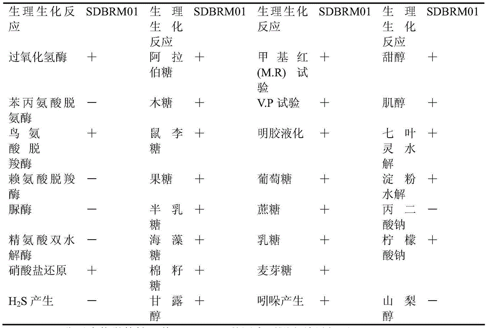 Bacillus subtilis and application of bacillus subtilis in preventing and curing peony root-knot nematode