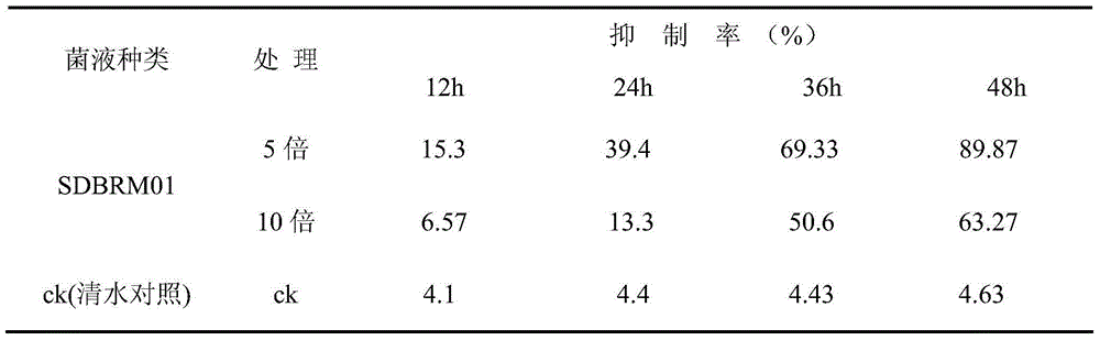 Bacillus subtilis and application of bacillus subtilis in preventing and curing peony root-knot nematode