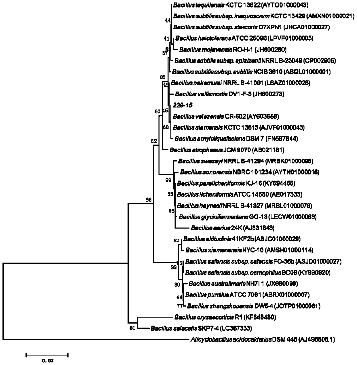 Bacillus velezensis 229-15 and application thereof