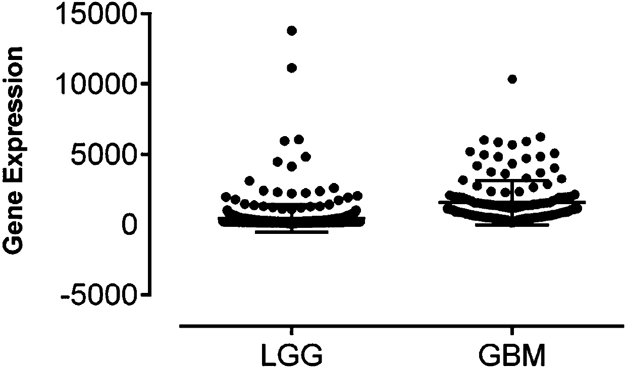 Application of RDH10 gene to brain glioma diseases