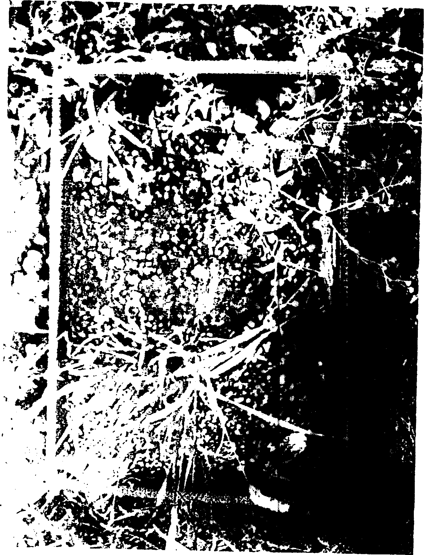 Biodegradation formation article and its mfg. method