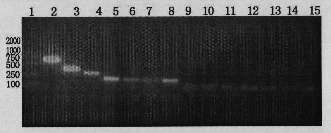 Mutant venin fibrinolytic enzyme gene and preparation method thereof