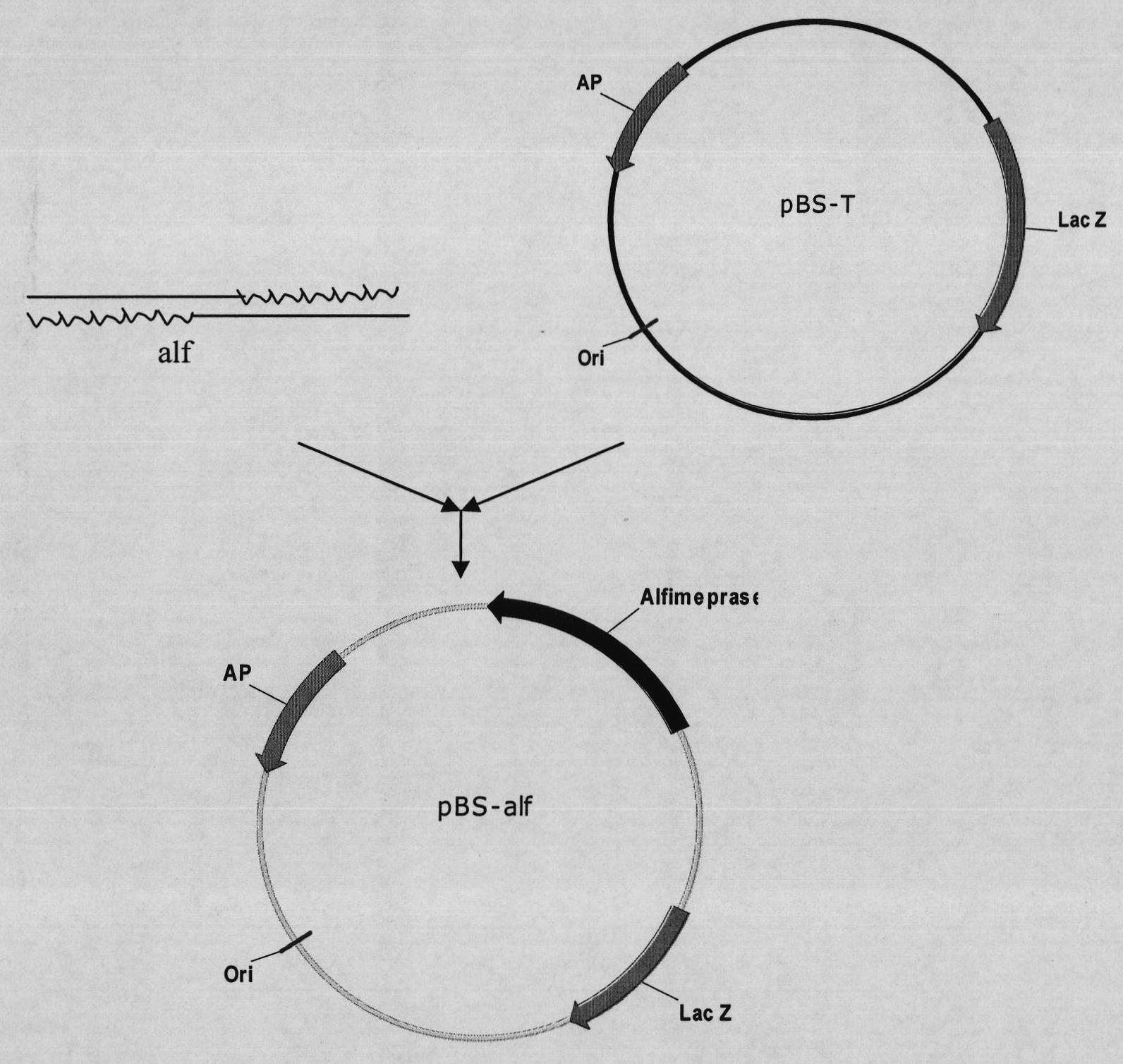 Mutant venin fibrinolytic enzyme gene and preparation method thereof