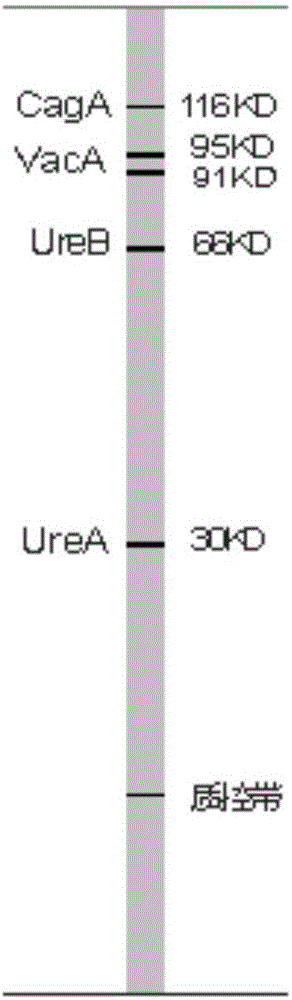 Kit for typing detection of helicobacter pylori