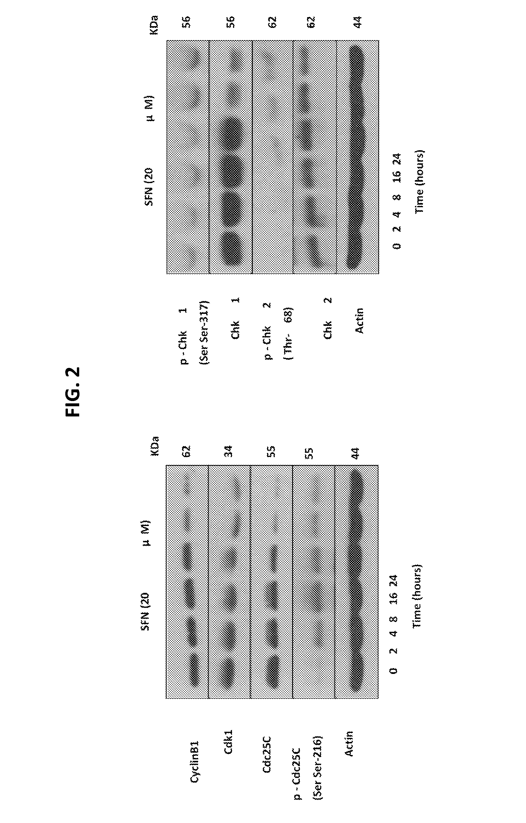 Melanoma chemoprevention