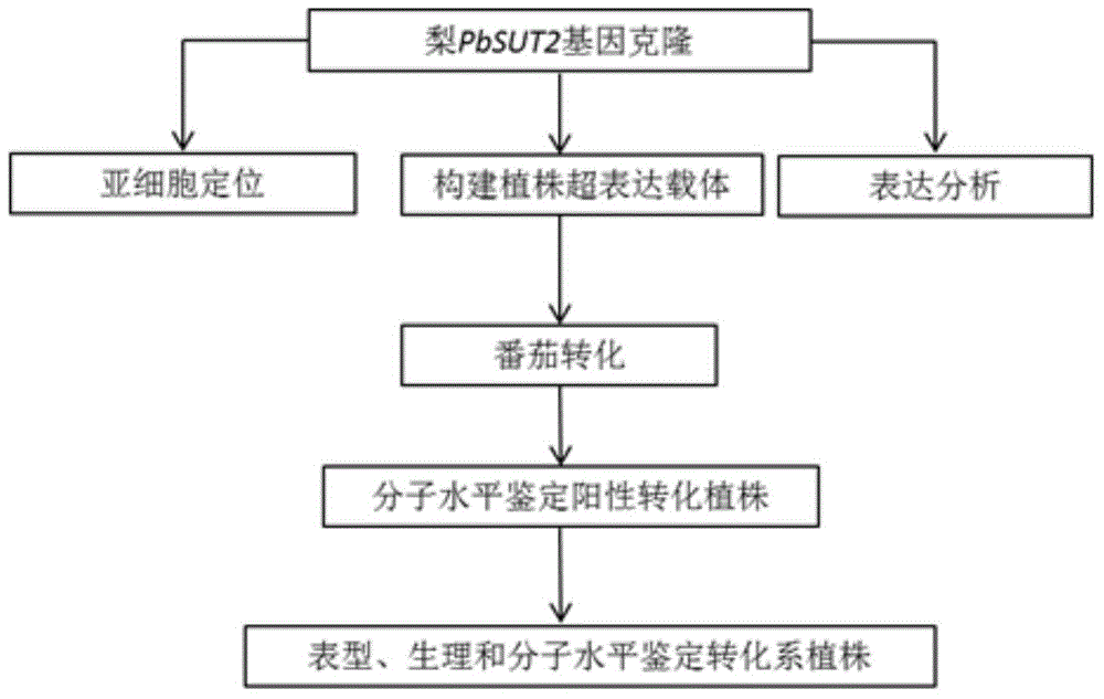 Pear sugar transport protein gene PbSUT2 and application thereof