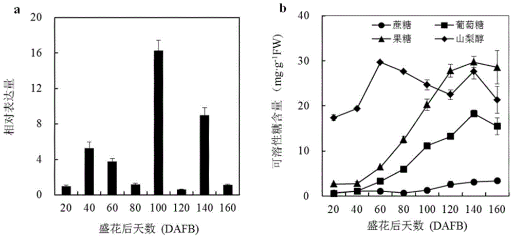 Pear sugar transport protein gene PbSUT2 and application thereof