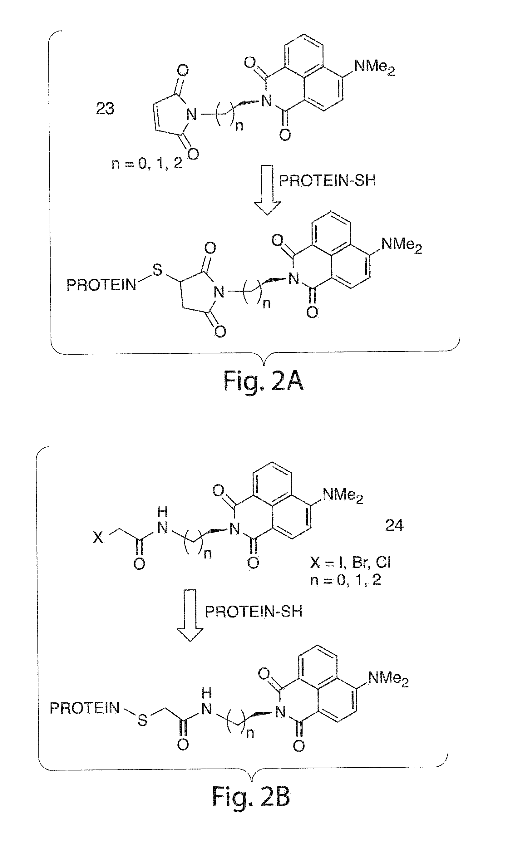 Environmentally sensitive fluorophores