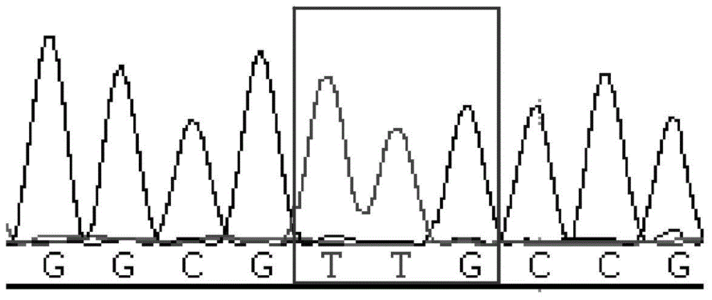 Method and primers for detecting mutation site of exon 3 of runx1 gene