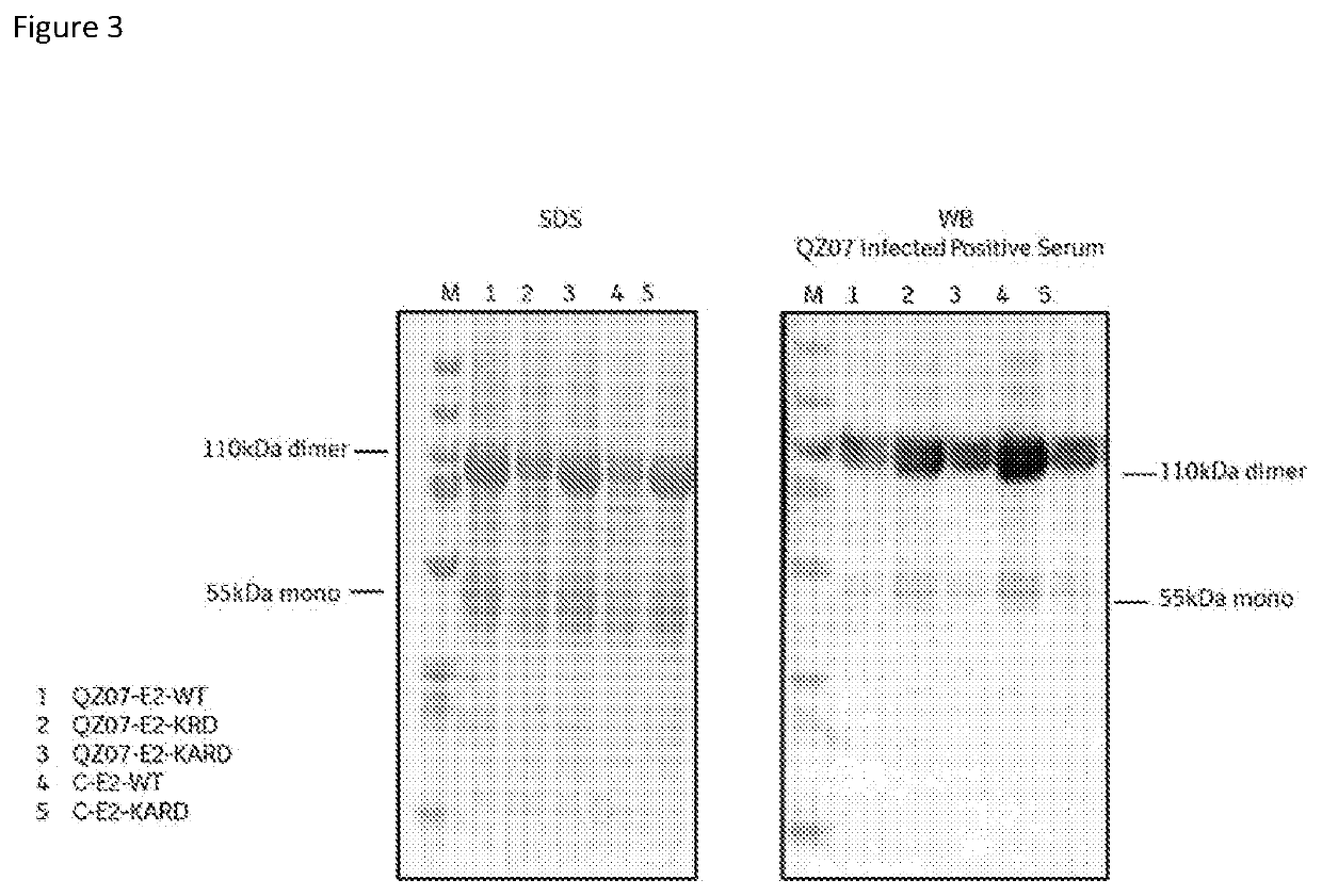 Csfv subunit vaccine