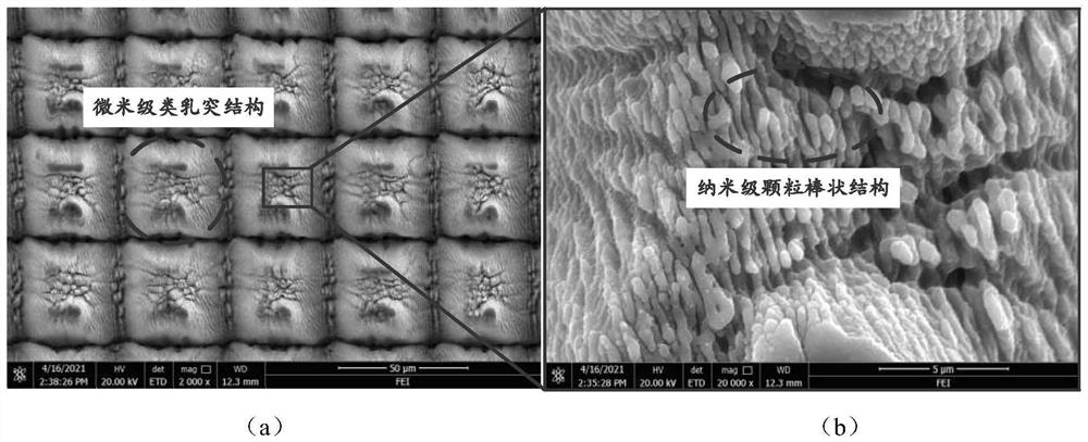 Method for rapidly preparing titanium alloy bionic super-hydrophobic surface through femtosecond laser