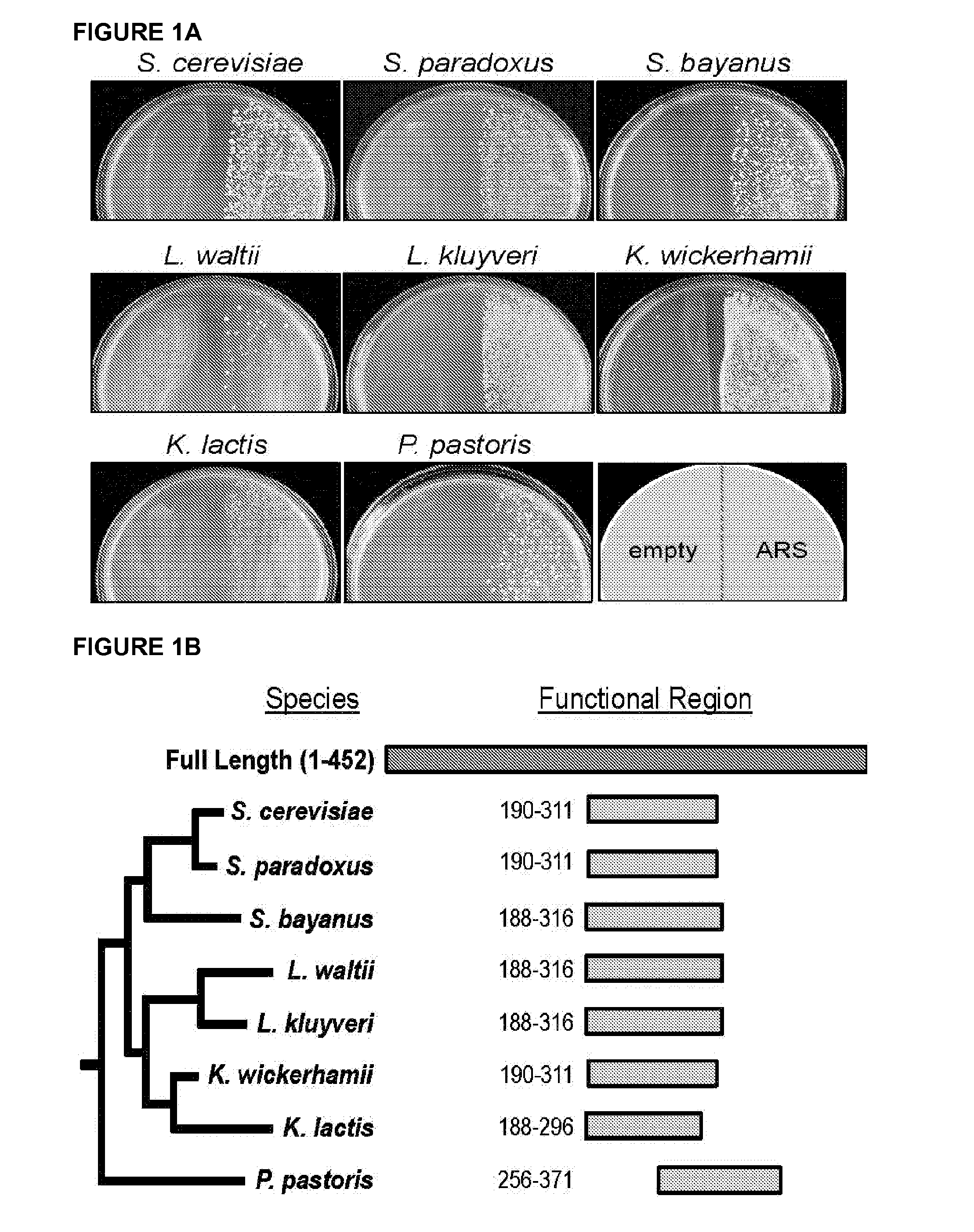 Pan-yeast autonomously replicating sequence