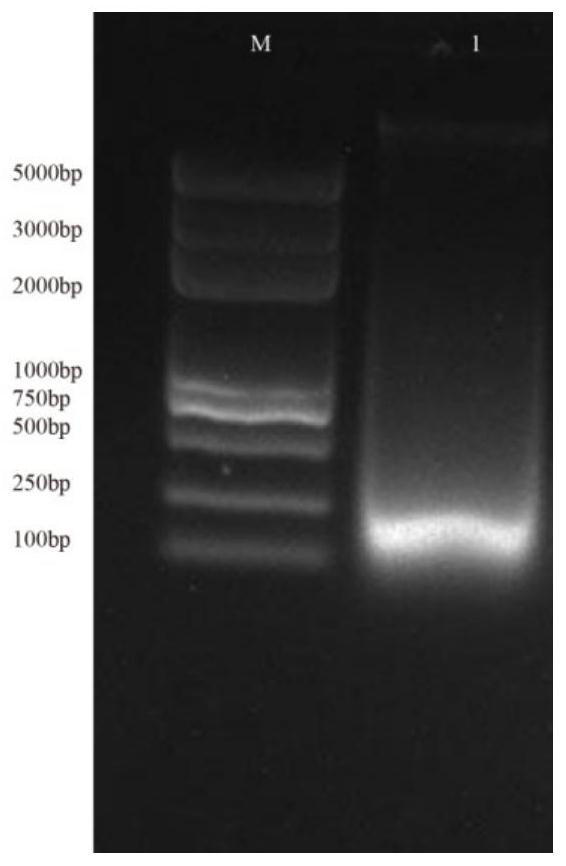 Cloning method and application of mulberry anthocyanin-3-O-glucoside-2-O-glucuronic acid transferase gene