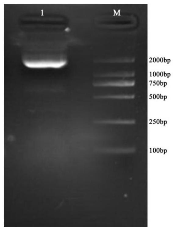 Cloning method and application of mulberry anthocyanin-3-O-glucoside-2-O-glucuronic acid transferase gene