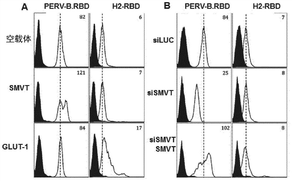 Use of ligands derived from receptor-binding domain of porcine endogenous retrovirus type b for diagnosing SMVT-related diseases