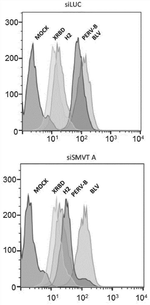 Use of ligands derived from receptor-binding domain of porcine endogenous retrovirus type b for diagnosing SMVT-related diseases