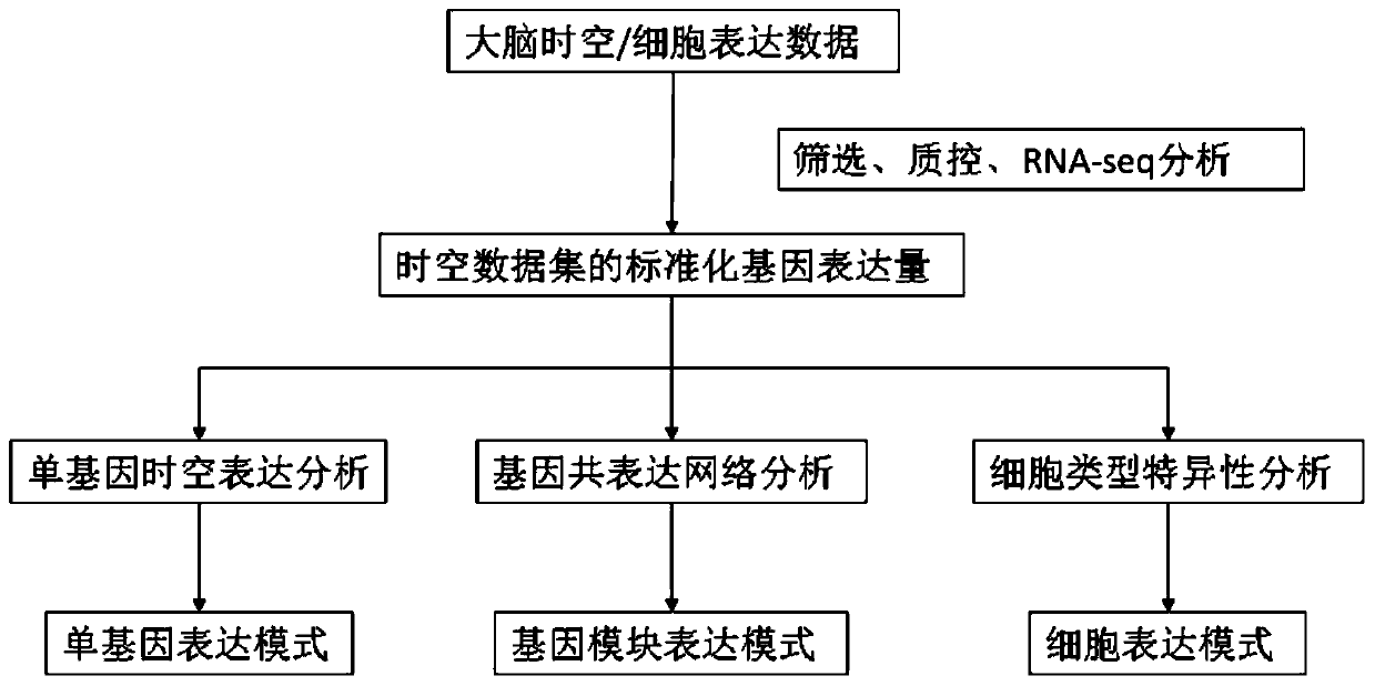 Online analysis system for spatiotemporal expression patterns of human brain genes and method thereof