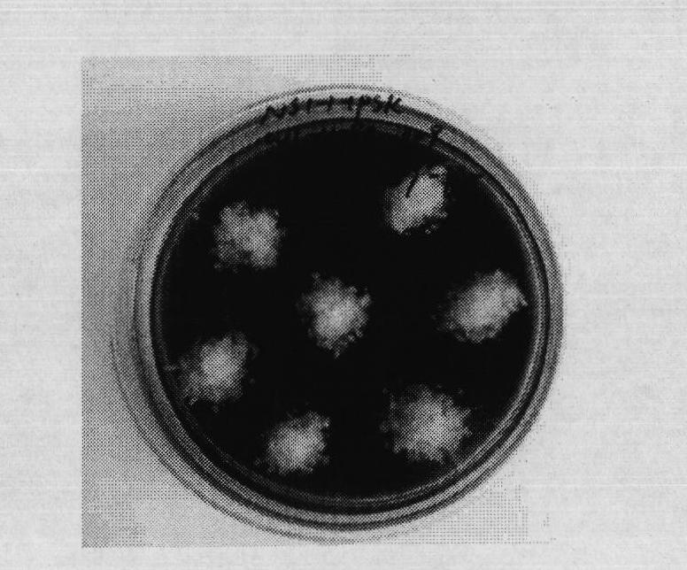 Spruce somatic embryogenesis and plant regeneration method