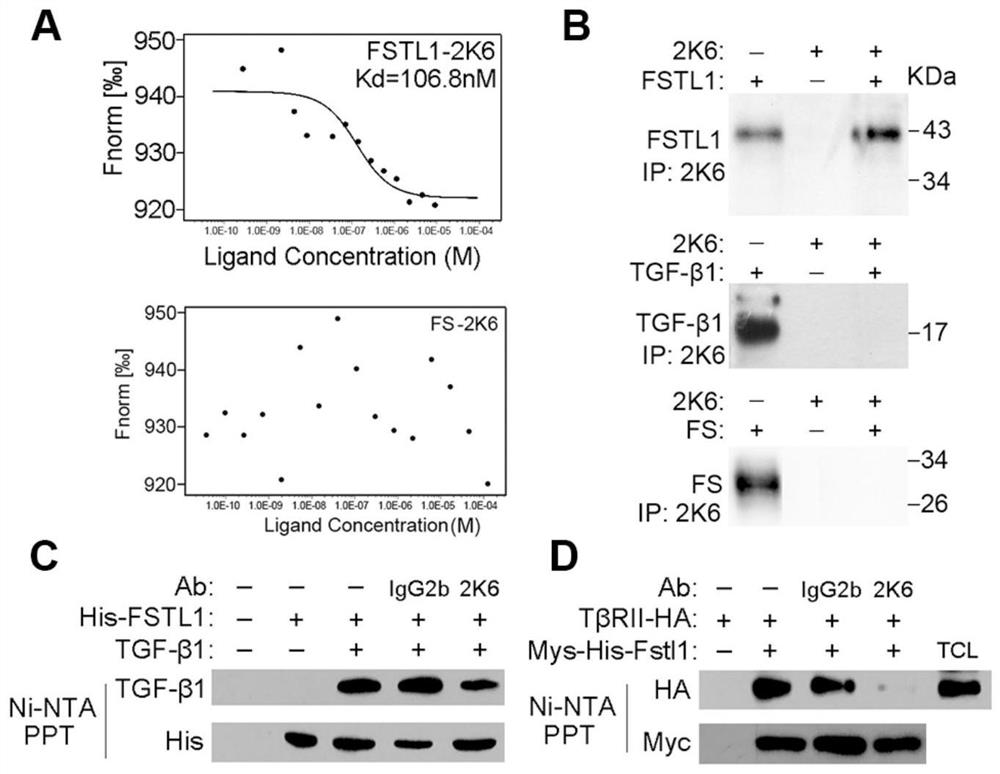 Neutralizing antibody of follistatin-like 1 and application thereof