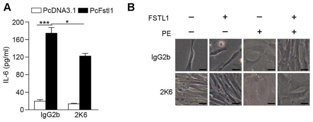 Neutralizing antibody of follistatin-like 1 and application thereof