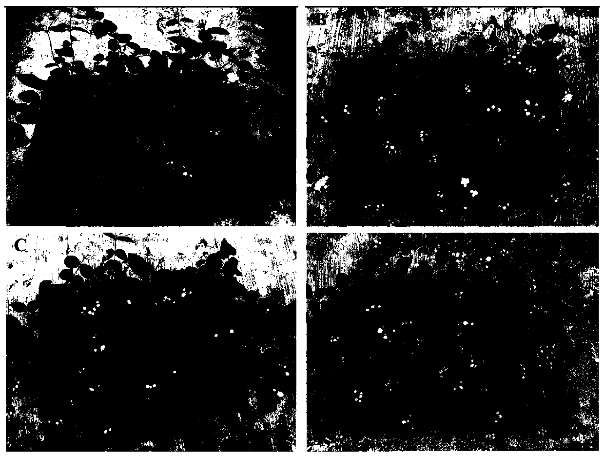 Treating agent and method for increasing flowering amount of jasmine flowers