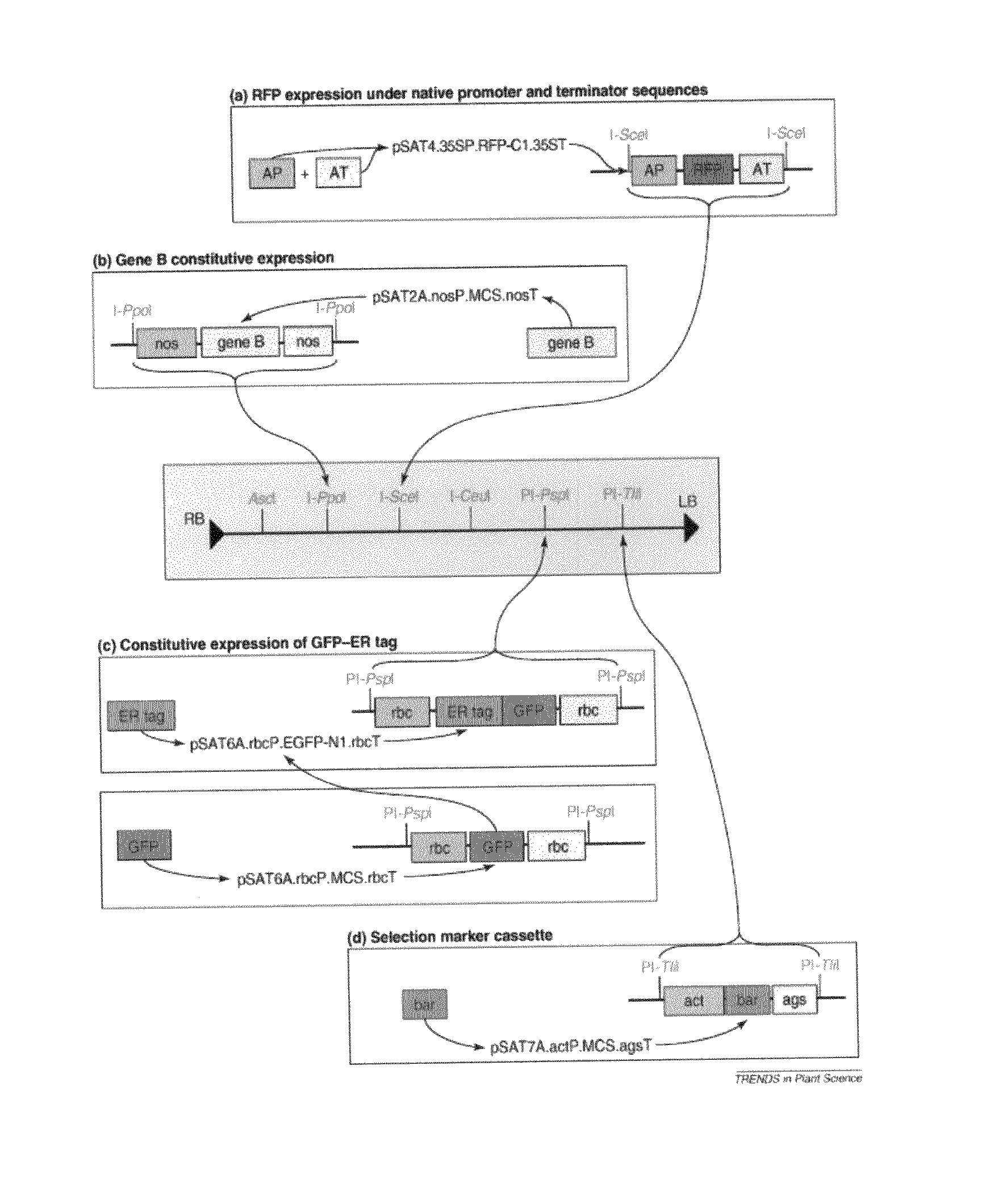 Transgenic cover plants containing hemicellulase and cellulase which degrade lignin and cellulose to fermentable sugars