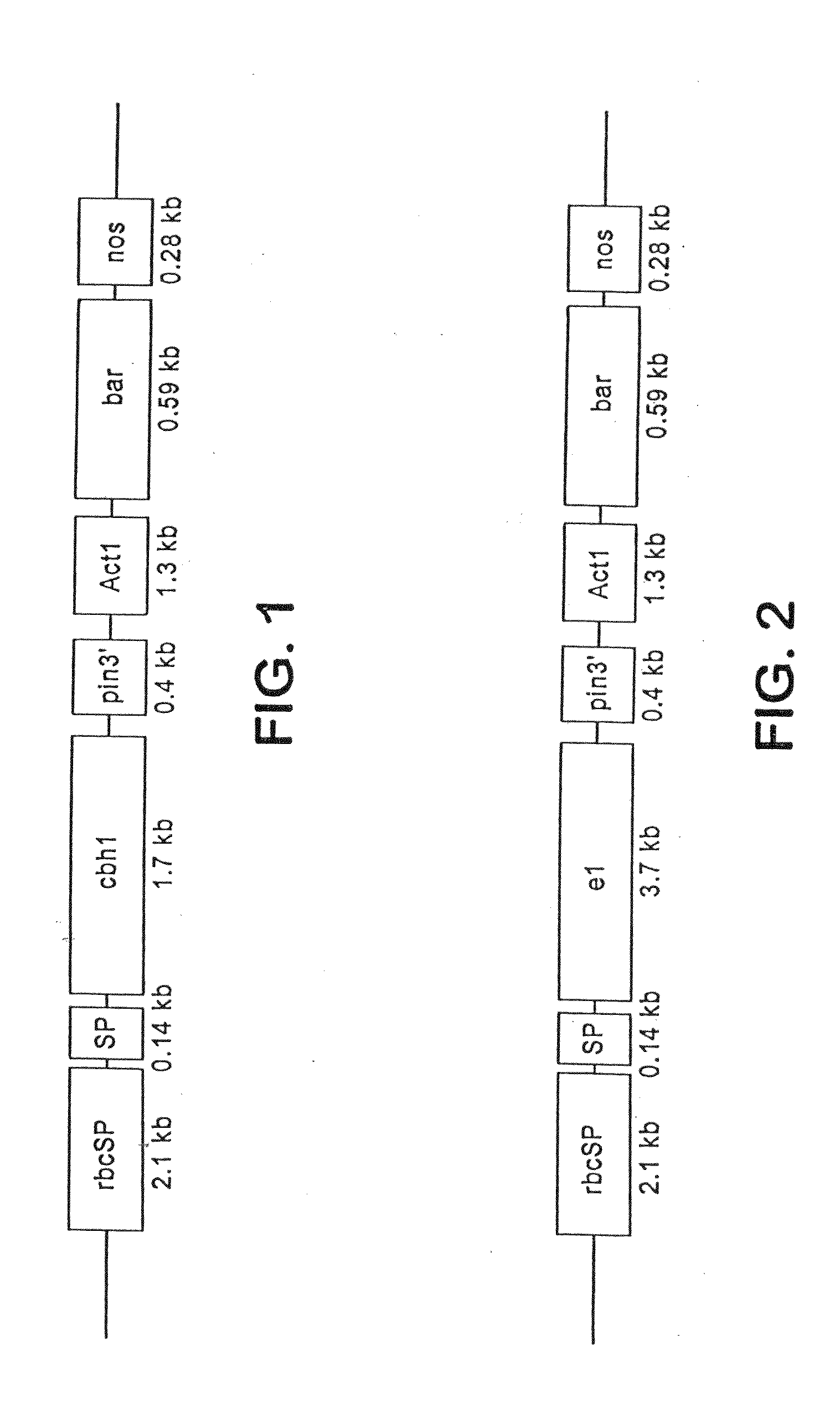 Transgenic cover plants containing hemicellulase and cellulase which degrade lignin and cellulose to fermentable sugars