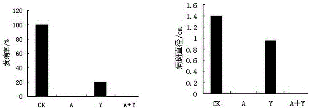 Compound method applied to storage and preservation of fresh date