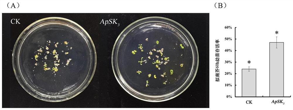 Agapanthus sk  <sub>3</sub> Application of dehydrin in reducing cell stress damage and improving cryopreservation effect