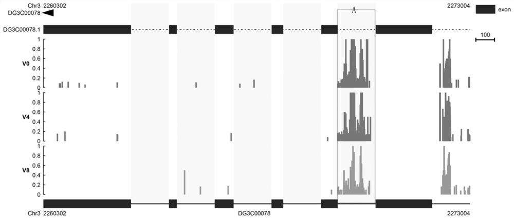 Dactylis glomerata vernalization gene DgPAPS4 and application thereof