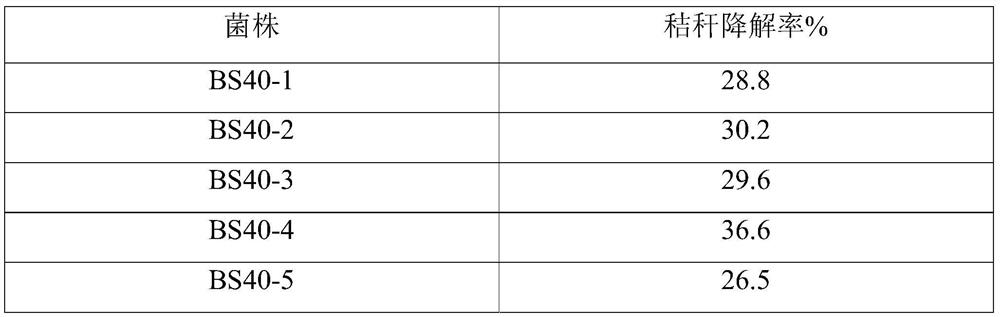 A kind of bacillus subtilis bs40-4 and its application