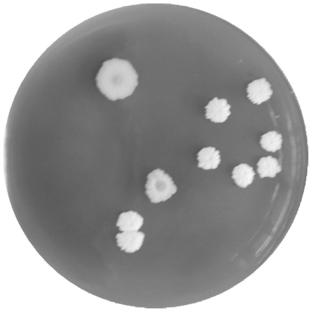 A kind of bacillus subtilis bs40-4 and its application