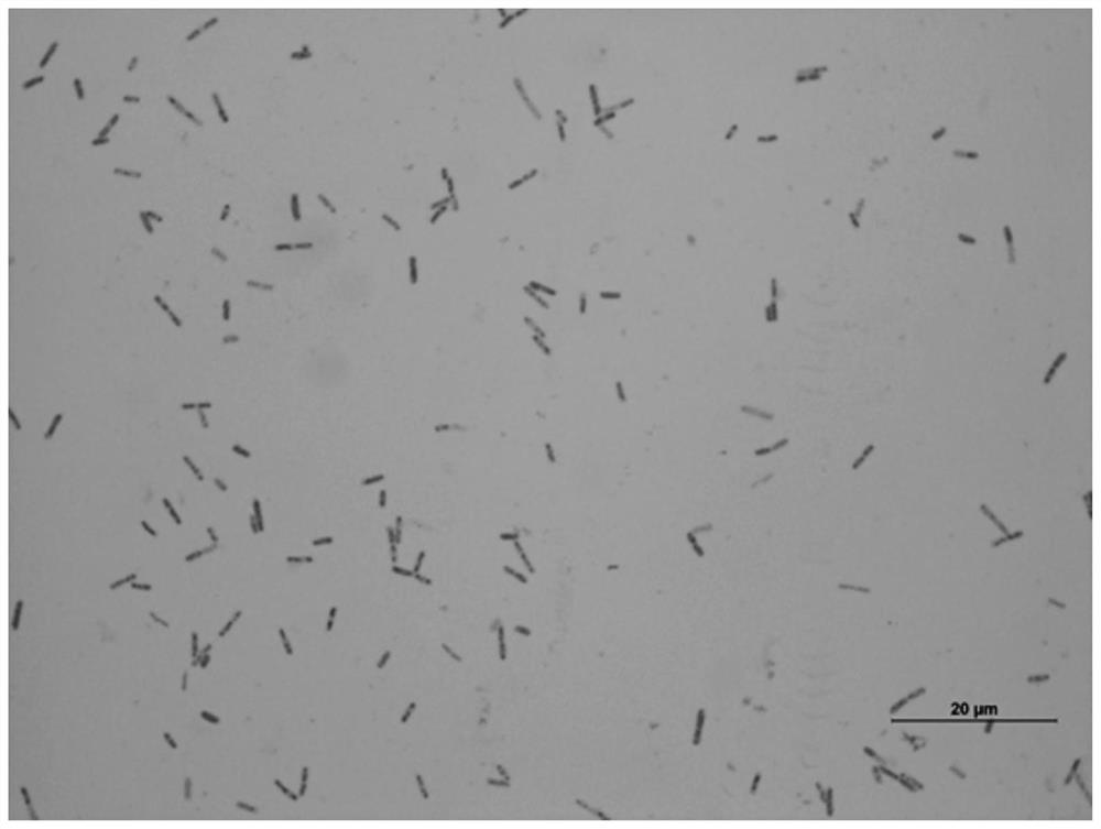 A kind of bacillus subtilis bs40-4 and its application