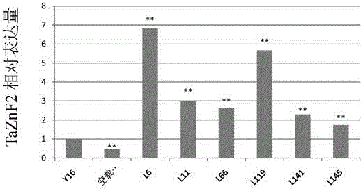 Wheat disease resistance protein, encoding gene and application of wheat disease resistance protein and encoding gene in regulation of plant disease resistance