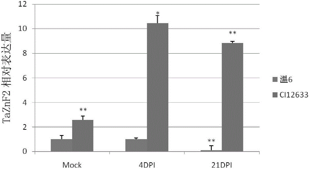 Wheat disease resistance protein, encoding gene and application of wheat disease resistance protein and encoding gene in regulation of plant disease resistance