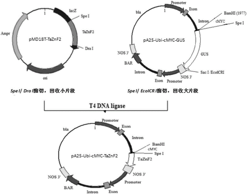 Wheat disease resistance protein, encoding gene and application of wheat disease resistance protein and encoding gene in regulation of plant disease resistance