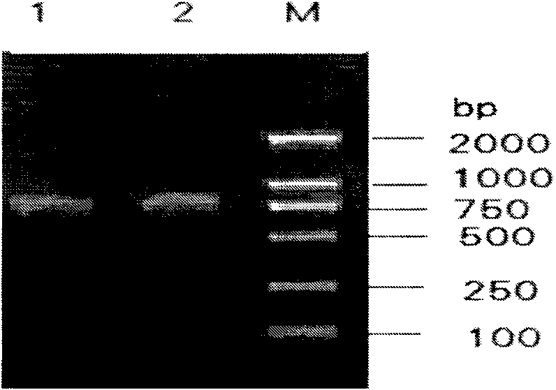 Method for detecting infectious bovine rhinotracheitis virus and application thereof