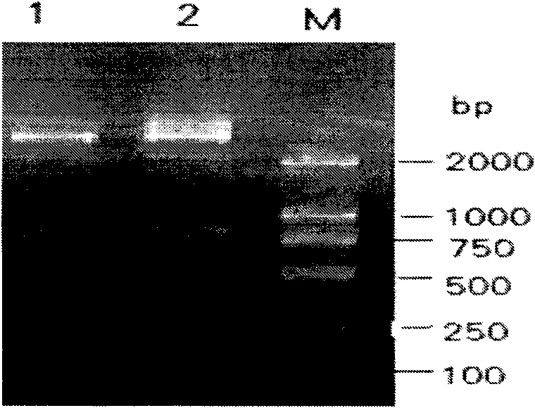 Method for detecting infectious bovine rhinotracheitis virus and application thereof