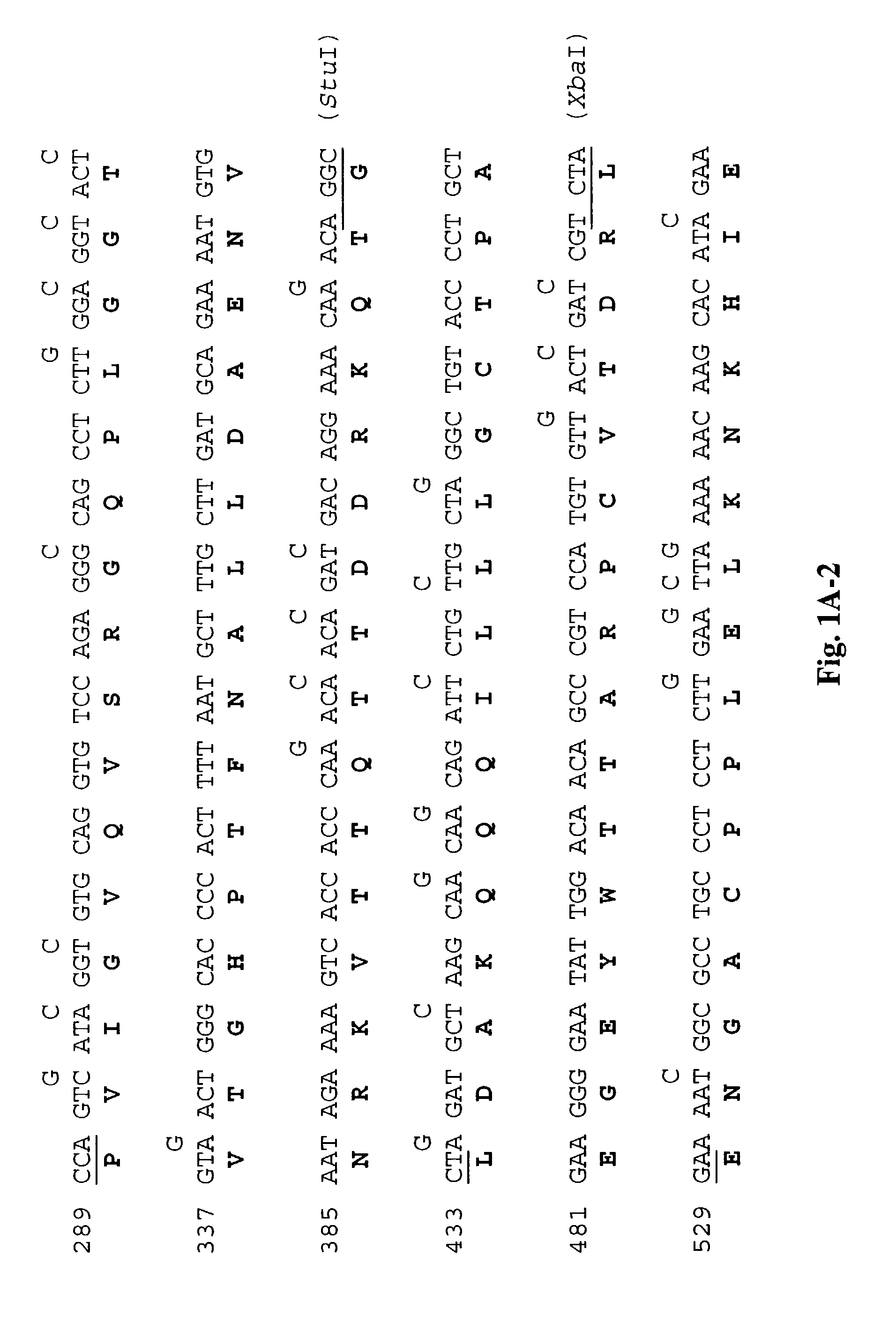 Method of constructing a synthetic polynucleotide