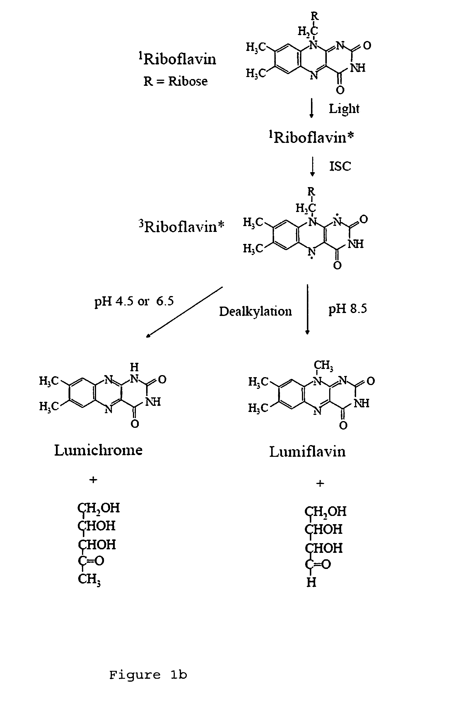 Light activated composite tissue adhesives