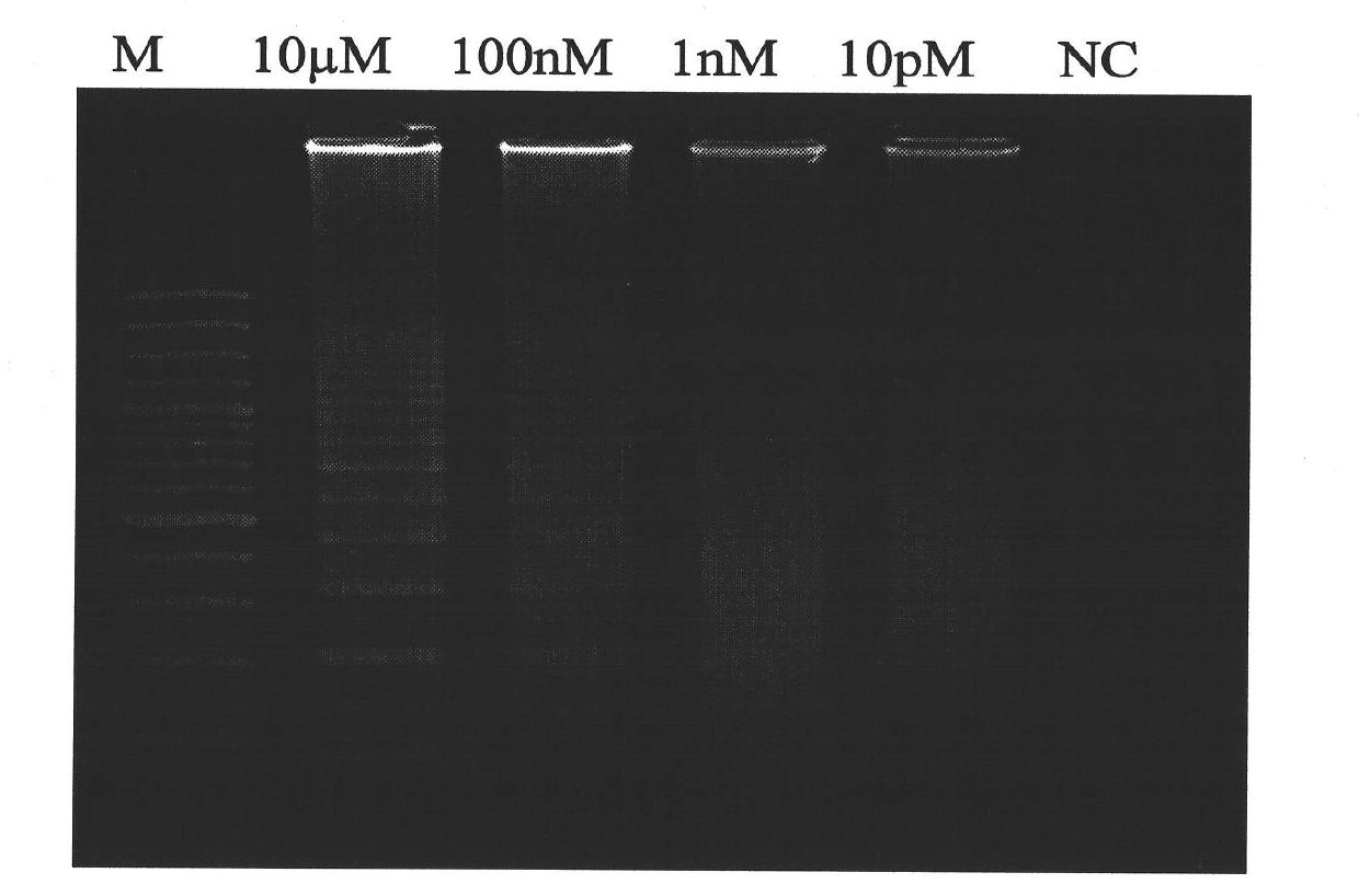 Method for detecting infectious spleen and kidney necrosis viruses by using hyper-branched rolling circle amplification